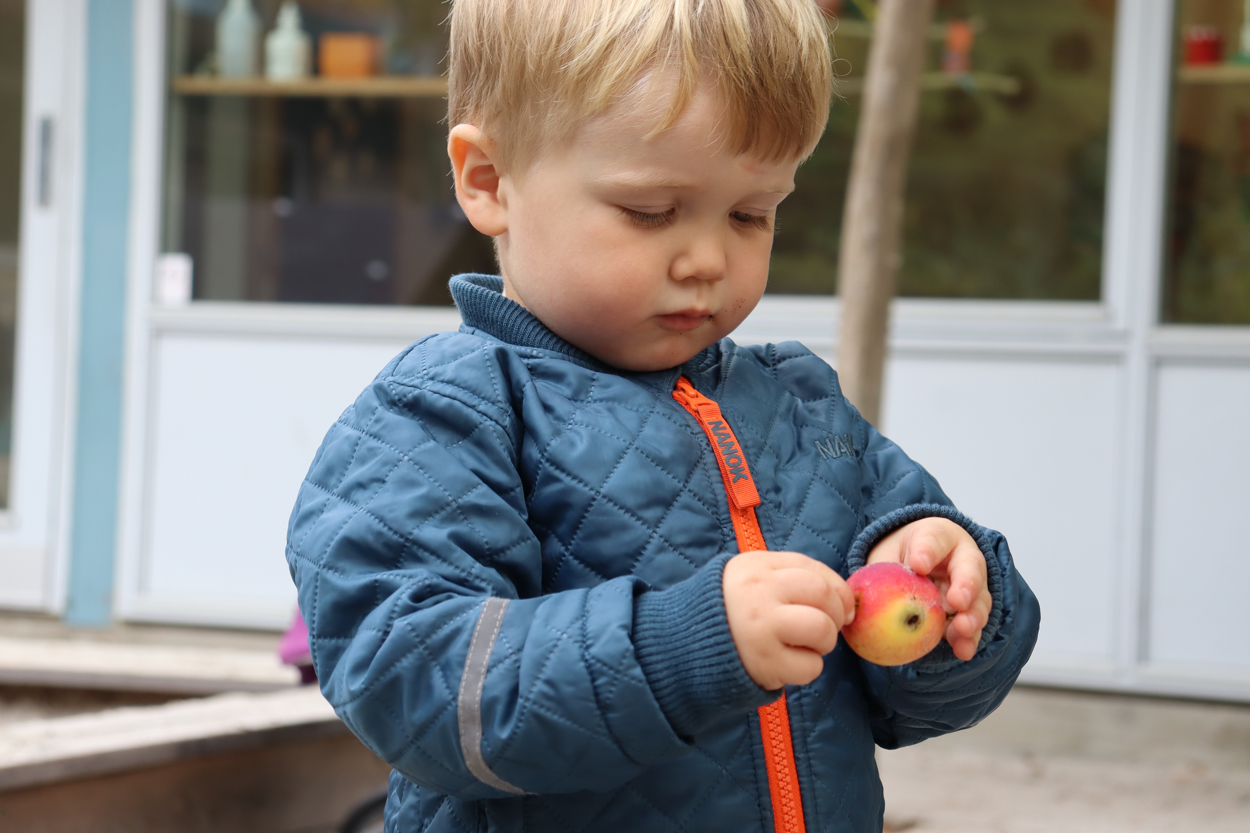 Vuggestue dreng kigger på æble, som han holder. 